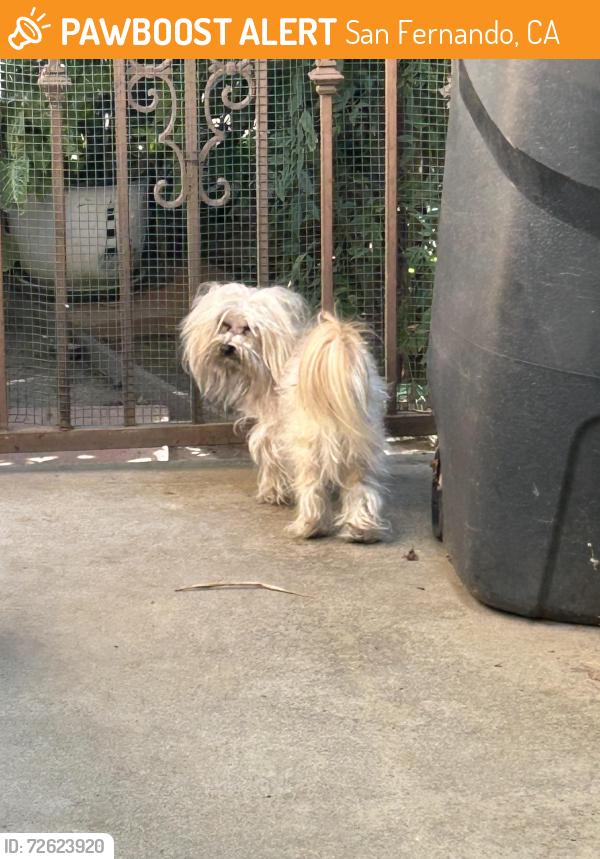 Found/Stray Male Dog last seen Glenoaks blvd & Arroyo ave. Sweep meet parking lot, San Fernando, CA 91340