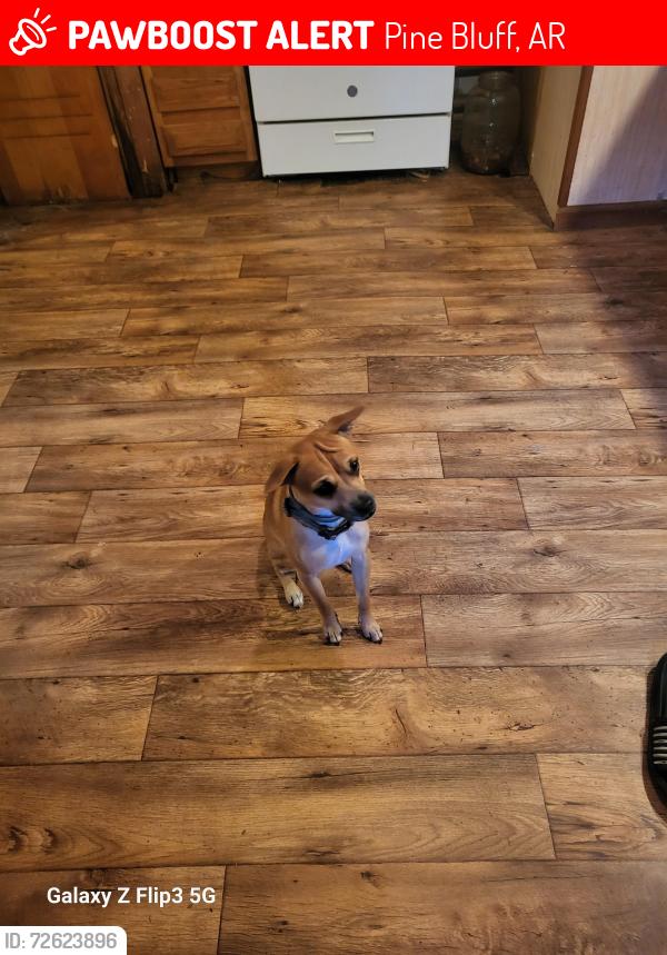 Lost Male Dog last seen Good will, Pine Bluff, AR 71601