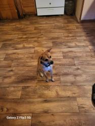 Lost Male Dog last seen Good will, Pine Bluff, AR 71601