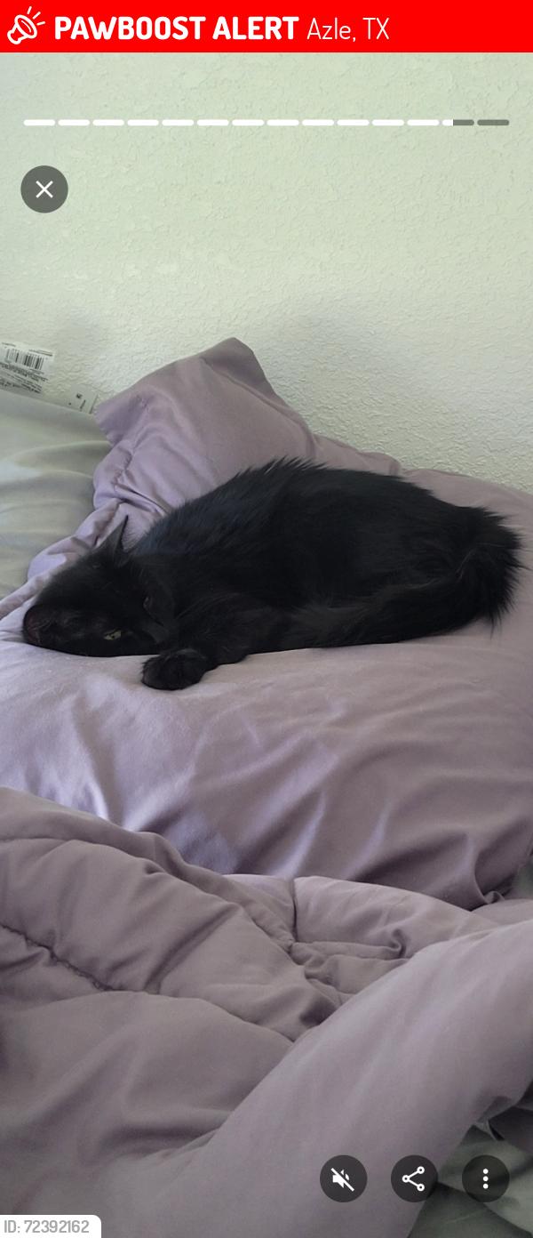 Lost Female Cat last seen South pearson, Azle, TX 76020