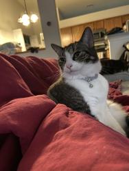 Lost Male Cat last seen Fisher Ave / Lema , Spring Hill, FL 34609