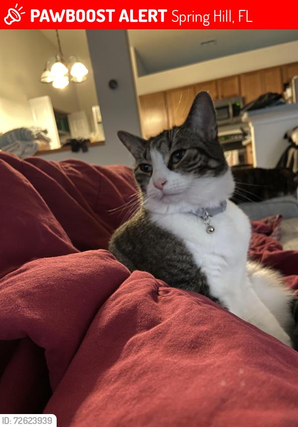 Lost Male Cat last seen Fisher Ave / Lema , Spring Hill, FL 34609