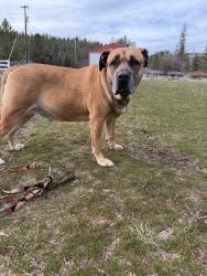 Found/Stray Male Dog last seen Boulder beach , Spokane, WA 99217