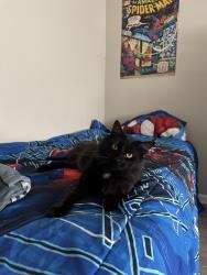Lost Male Cat last seen Ash street , near aldi, Portage, IN 46368