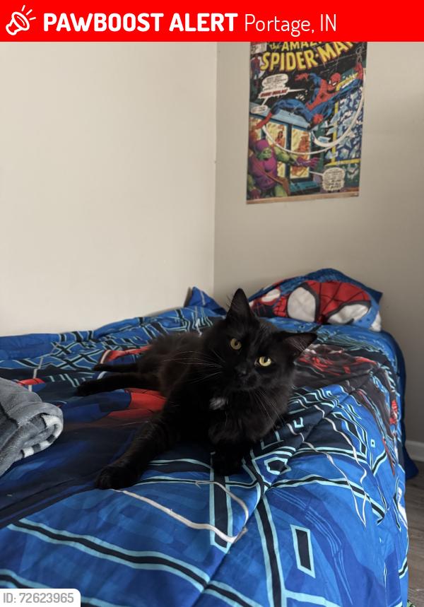 Lost Male Cat last seen Ash street , near aldi, Portage, IN 46368