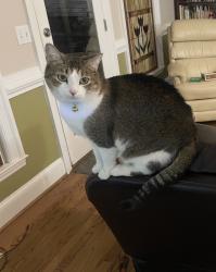 Lost Female Cat last seen Near , West Columbia, SC 29170