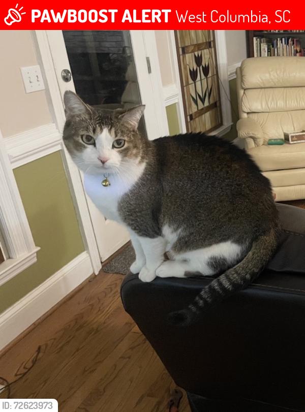Lost Female Cat last seen Near , West Columbia, SC 29170