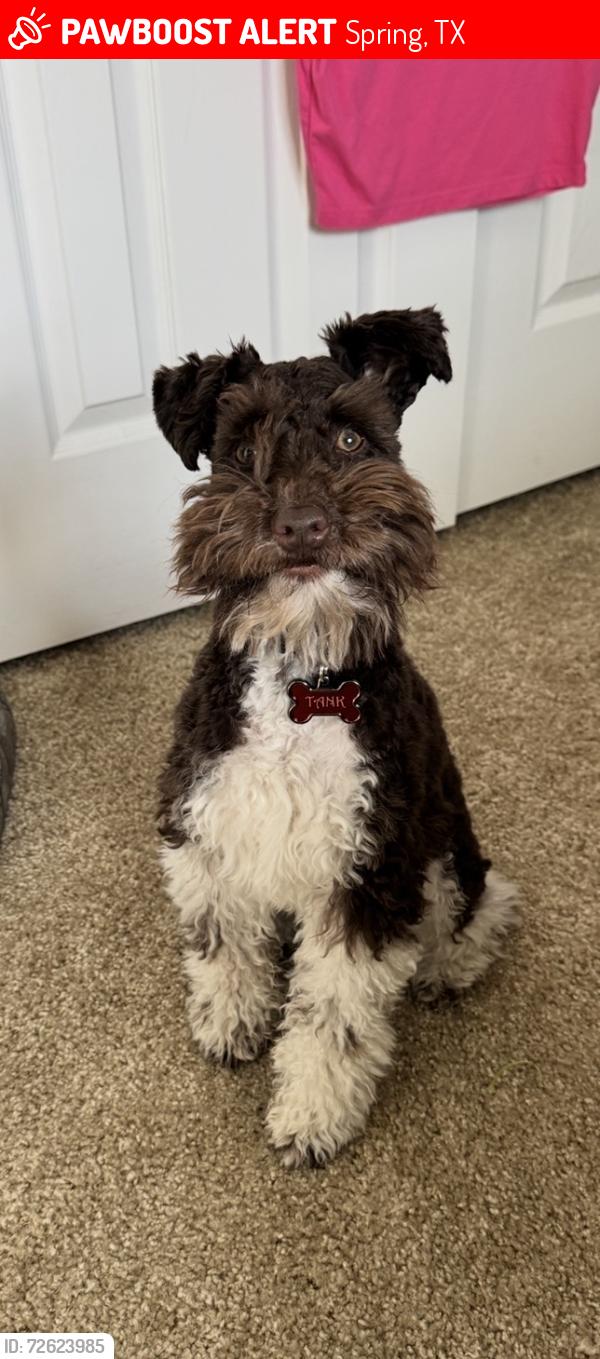 Lost Male Dog last seen Wolfies, Spring, TX 77386