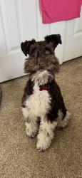 Lost Male Dog last seen Wolfies, Spring, TX 77386
