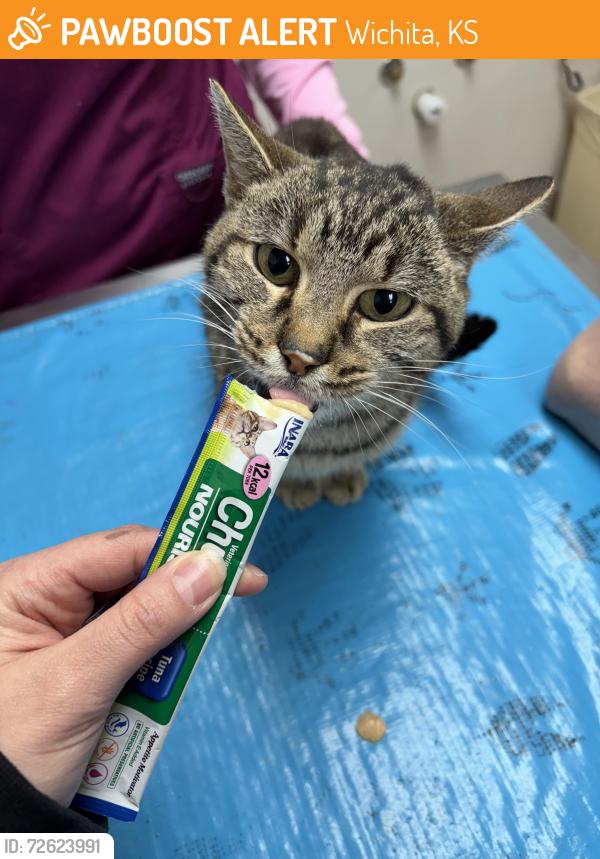 Found/Stray Female Cat last seen Unsure, Wichita, KS 67202
