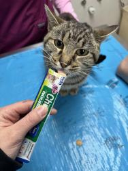 Found/Stray Female Cat last seen Unsure, Wichita, KS 67202