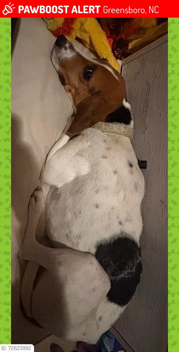 Lost Female Dog last seen Lincoln and Tuscaloosa , Greensboro, NC 27401
