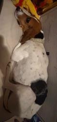 Lost Female Dog last seen Lincoln and Tuscaloosa , Greensboro, NC 27401