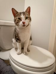Found/Stray Female Cat last seen New Century Fieldhouse , New Century, KS 66031