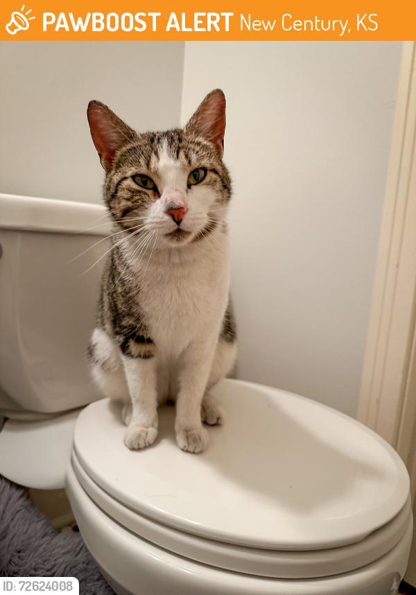 Found/Stray Female Cat last seen New Century Fieldhouse , New Century, KS 66031