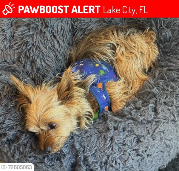 Lost Male Dog last seen Heading southbound of i75 at a rest stop marker 413, Lake City, FL 32055