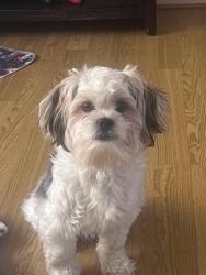 Lost Male Dog last seen Near Birchview Dr, Clinton, MD 20735, Clinton, MD 20735