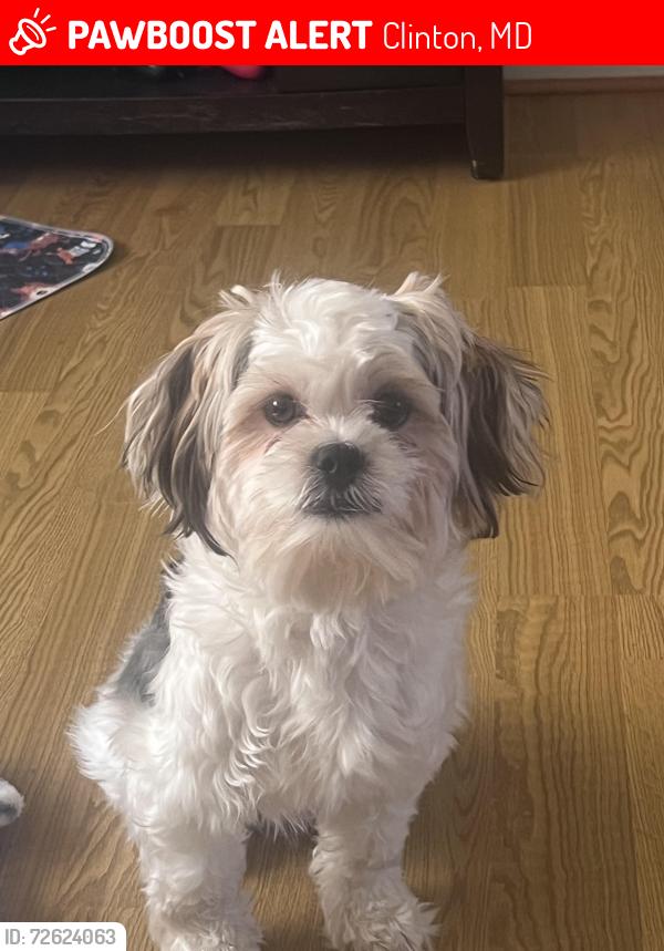 Lost Male Dog last seen Near Birchview Dr, Clinton, MD 20735, Clinton, MD 20735