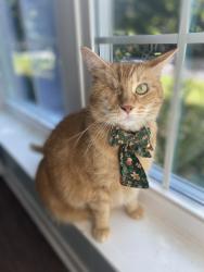 Lost Female Cat last seen Legacy Trails, Tyler, TX 75703