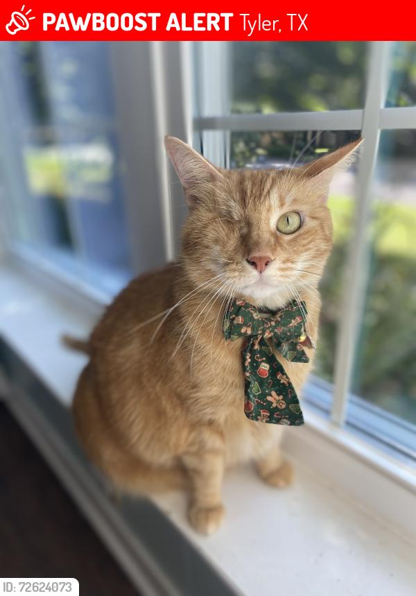 Lost Female Cat last seen Legacy Trails, Tyler, TX 75703