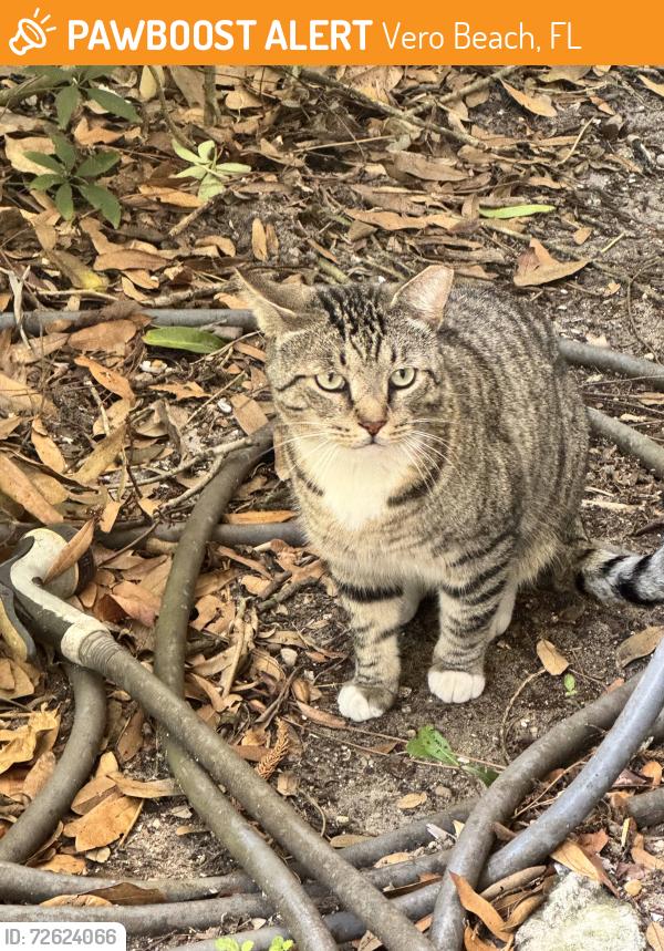 Found/Stray Unknown Cat last seen 18th st, Vero Beach, FL 32960