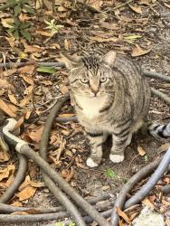 Found/Stray Unknown Cat last seen 18th st, Vero Beach, FL 32960
