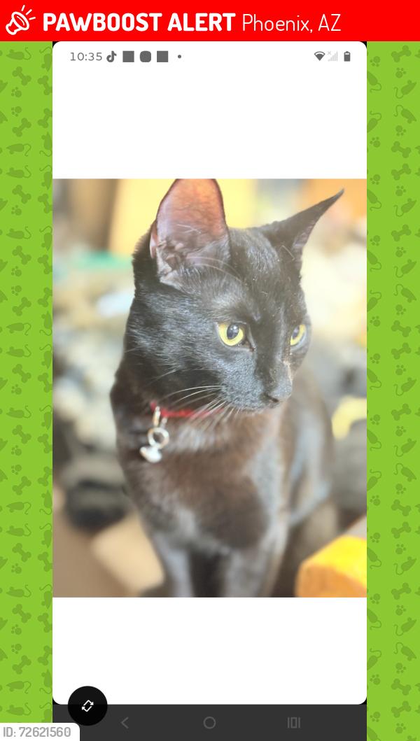 Lost Female Cat last seen 43rd ave cactus, Phoenix, AZ 85029