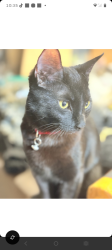 Lost Female Cat last seen 43rd ave cactus, Phoenix, AZ 85029