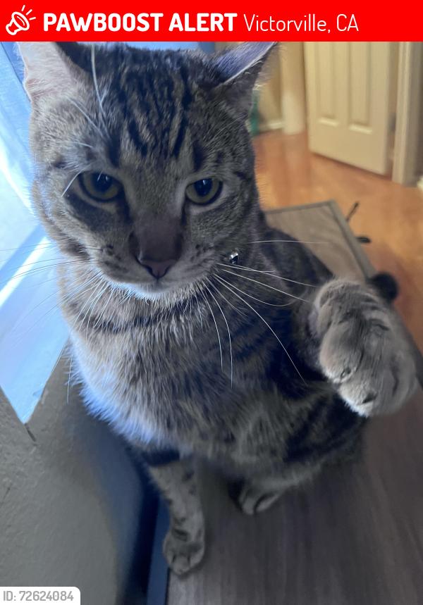 Lost Male Cat last seen Brucite and Mojave road. He roams the block near Graystone Ln, Victorville, CA 92394