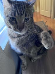 Lost Male Cat last seen Brucite and Mojave road. He roams the block near Graystone Ln, Victorville, CA 92394