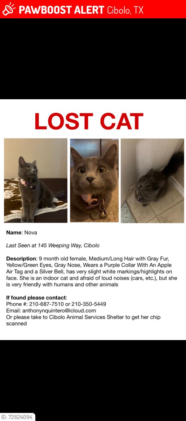 Lost Female Cat last seen Santikos , Farmers field by green valet , Cibolo, TX 78154