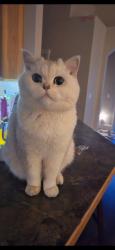 Lost Male Cat last seen Ten mile and mcmillan , Meridian, ID 83646