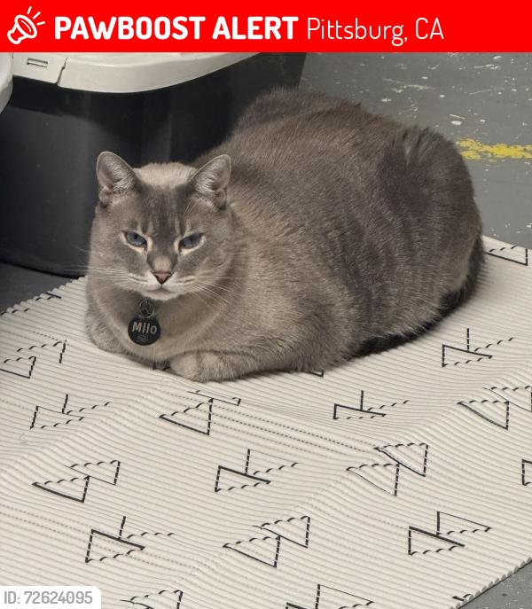 Lost Male Cat last seen Peachwillow and Woodhill, Pittsburg, CA 94565