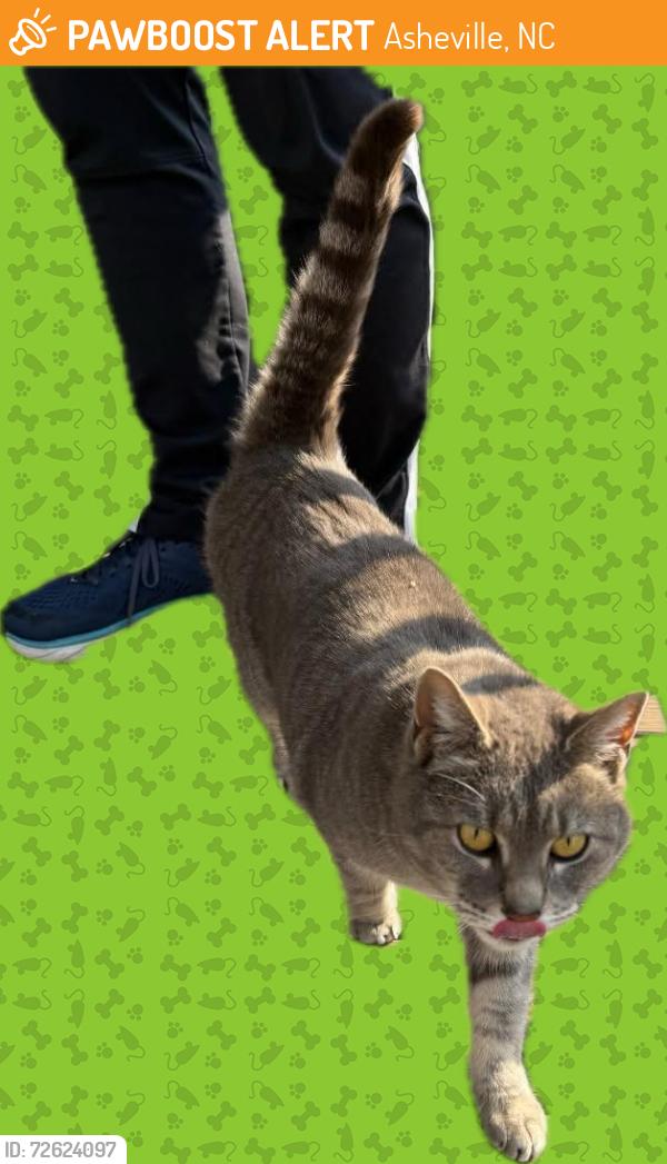 Found/Stray Unknown Cat last seen Near Oakwood St., Asheville, NC 28806, Asheville, NC 28806