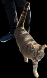 Found/Stray Unknown Cat last seen Near Oakwood St., Asheville, NC 28806, Asheville, NC 28806