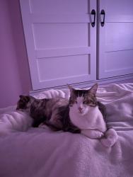 Lost Male Cat last seen Holsberry Rd between 9 and 10 mile rds, Ensley, FL 32534
