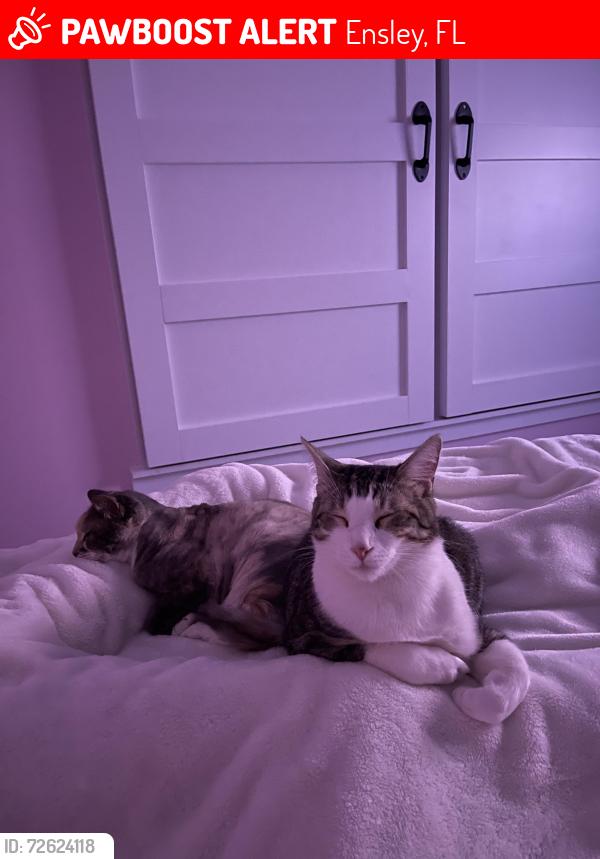 Lost Male Cat last seen Holsberry Rd between 9 and 10 mile rds, Ensley, FL 32534