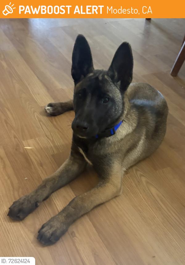 Found/Stray Female Dog last seen Claribel and Albers, Modesto, CA 95367