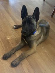 Found/Stray Female Dog last seen Claribel and Albers, Modesto, CA 95367