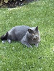 Lost Male Cat last seen SW Elmwood St & SW 80th St, Portland, OR 97223