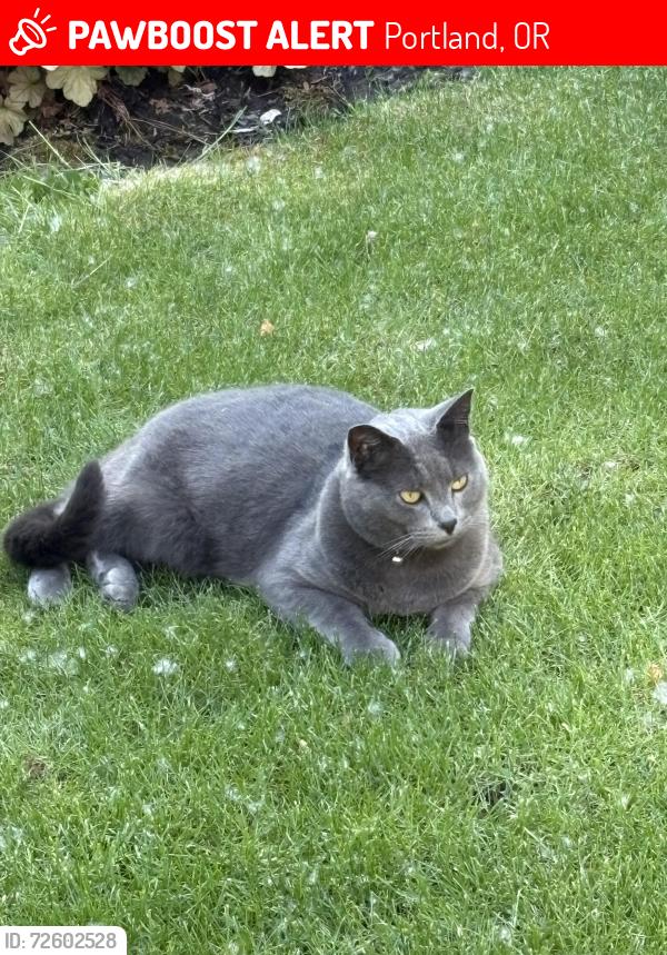 Lost Male Cat last seen SW Elmwood St & SW 80th St, Portland, OR 97223