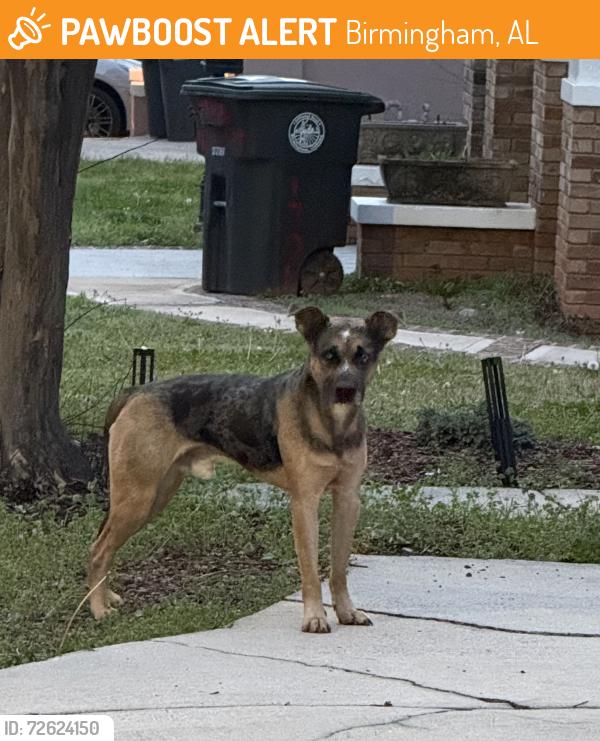 Found/Stray Male Dog last seen 16th Ave S near Valley View Park , Birmingham, AL 35205