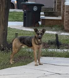Found/Stray Male Dog last seen 16th Ave S near Valley View Park , Birmingham, AL 35205