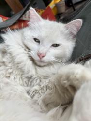 Lost Male Cat last seen 5th street south, Nampa, ID 83651