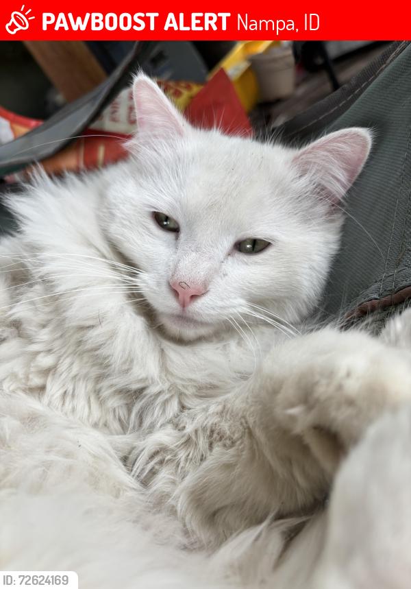 Lost Male Cat last seen 5th street south, Nampa, ID 83651