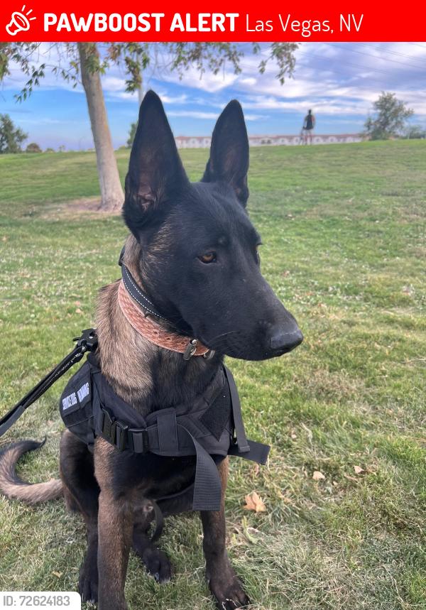 Lost Male Dog last seen N Jones Blvd & Farm Rd, Las Vegas, NV 89131