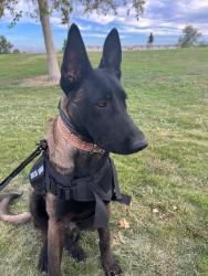 Lost Male Dog last seen N Jones Blvd & Farm Rd, Las Vegas, NV 89131
