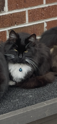 Lost Female Cat last seen Pressley Street and Falls Road, Toccoa, GA 30577