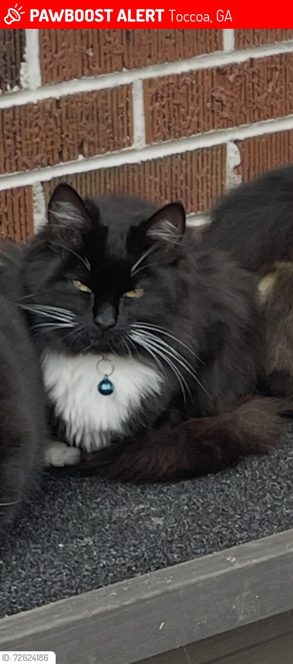 Lost Female Cat last seen Pressley Street and Falls Road, Toccoa, GA 30577