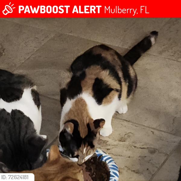 Lost Female Cat last seen Opal, Mulberry, FL 33860